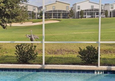 You'll see the Local Wild Life from the Lanai